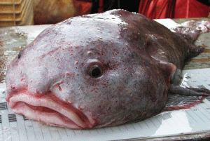 Blobfish-1