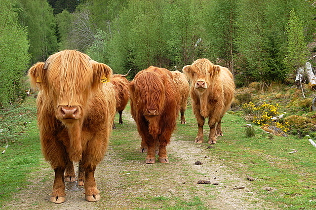 Three Highland cows. Cows. The real heroes of Outlander Season One. (Courtesy Wikimedia Commons)
