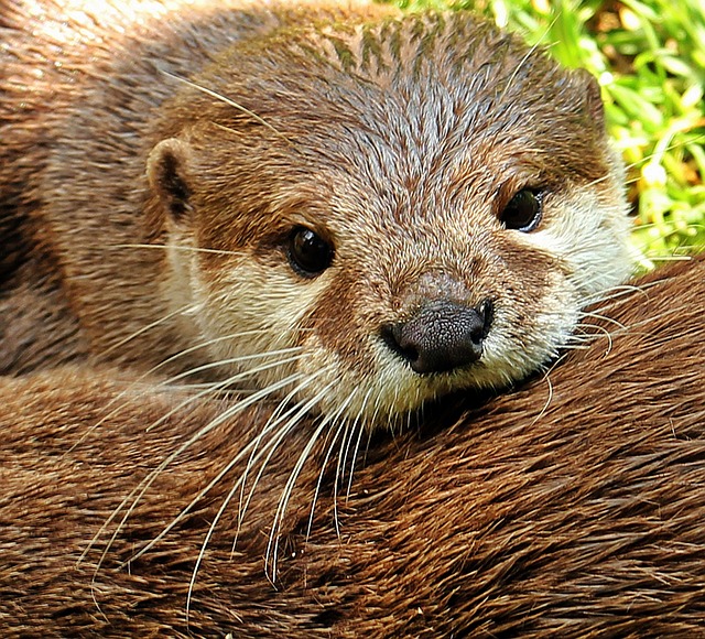 otter-1438378_640