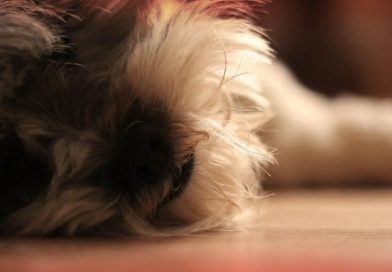 Meditations on a Senior Office Dog