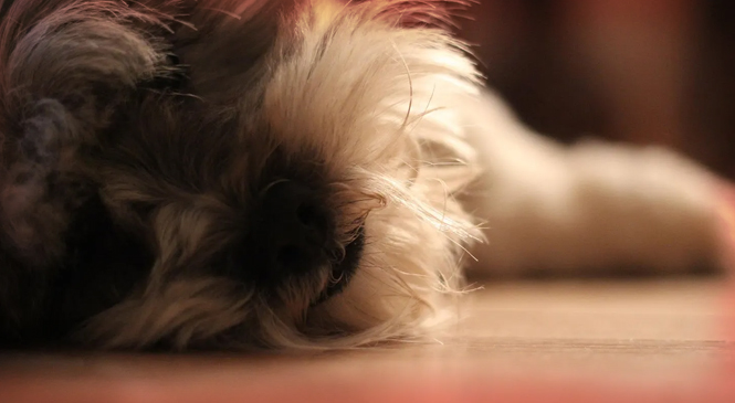 Meditations on a Senior Office Dog